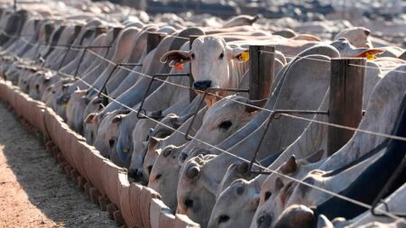 EU suspension of Brazilian meat comes into force, despite negociations