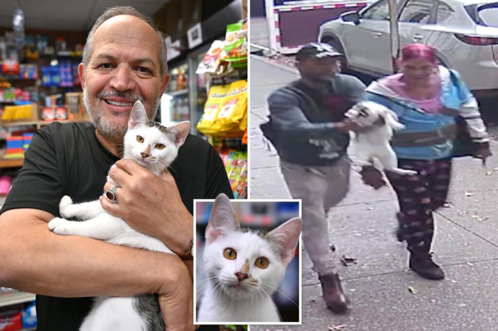 Beloved NYC bodega cat returned days after couple snatched him from street, causing ‘crazy outrage’
