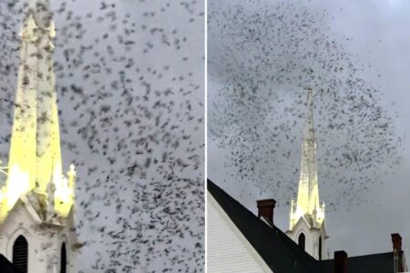 Thousands of birds descend on West Coast church in creepy ‘End of Days’ scene