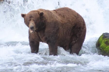 Fat bear week kicks off its 12th year — meet the contenders