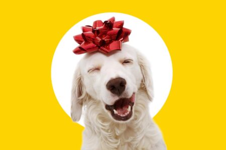 Best gifts for dog lovers: 28 ideas dog parents will adore