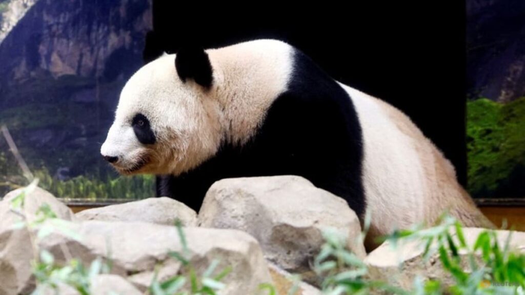 Japan’s beloved panda couple return home after heartfelt farewell