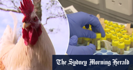 Tassie devils and eagles face extinction risk from bird flu, chief vet warns