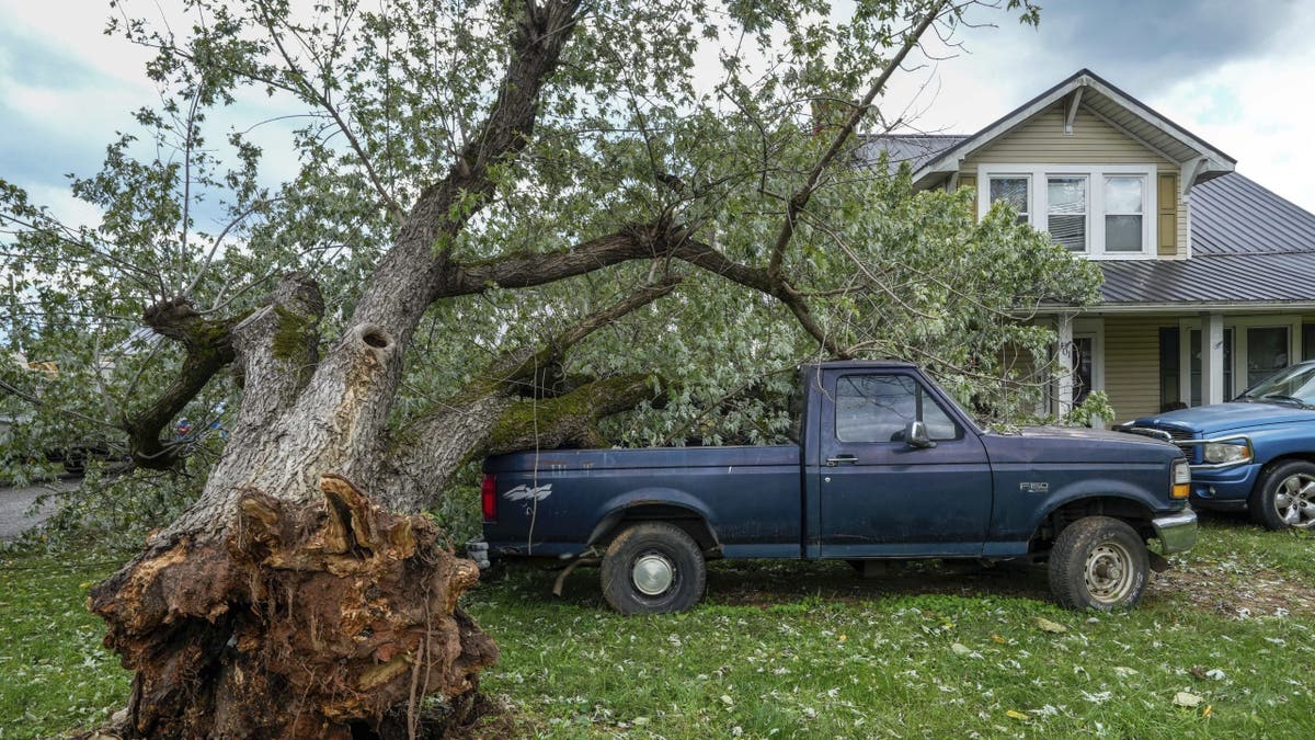 Tree uprooted during Hurricane Helene