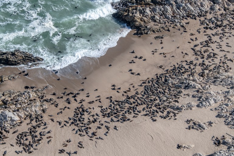 Seal colony off the west coast of South Africa [Courtesy of Protect the West Coast]