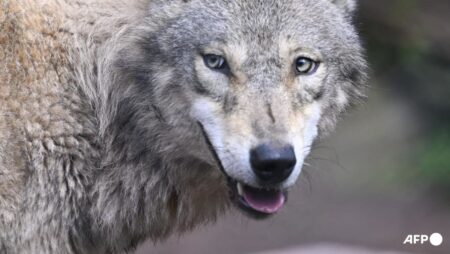 Indian villagers kill last wolf from man-eating pack