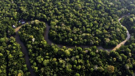 EU Commission delays deforestation law rollout over global pressure