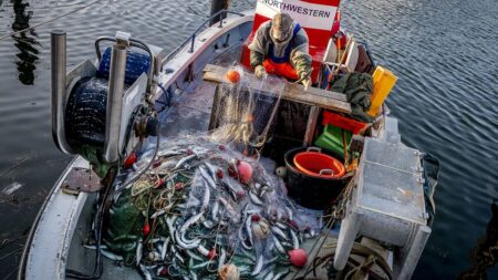 EU ministers set cautious Baltic fish quotas amid fear over Russian hauls