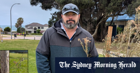 Council of Joondalup trees get cut down repeatedly