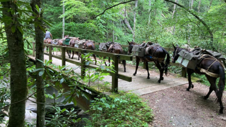 Mules helping bring supplies to residents in North Carolina in wake of Hurricane Helene