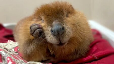 Judge rules Nibi the beaver can stay with her rescue family for now: ‘Fallen in love’