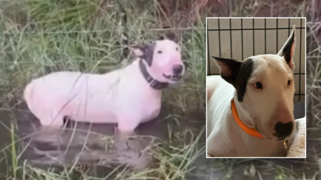 Abandoned dog left tied to fence before Hurricane Milton now ‘safe and sound’ with new name