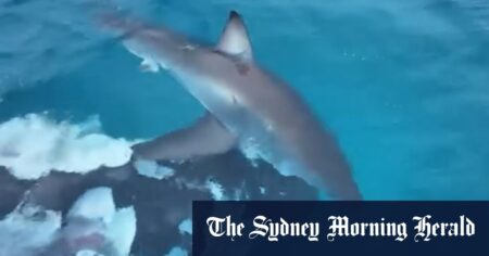 Shark spotted circling whale carcass in Esperance, WA