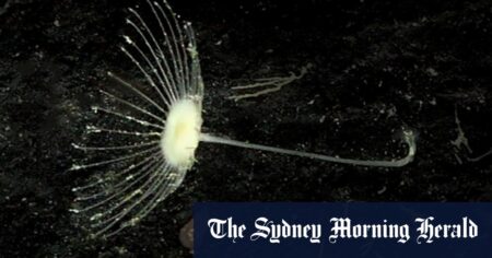 Carnivorous deep-sea sponges discovered by Queensland Museum scientist Dr Merrick Ekins