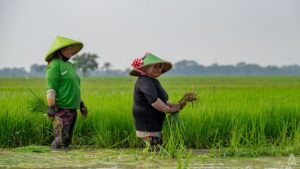 Indonesian minister promises millennial farmers salaries five times the average in food self-sufficiency drive