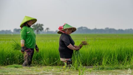 Indonesian minister promises millennial farmers salaries five times the average in food self-sufficiency drive