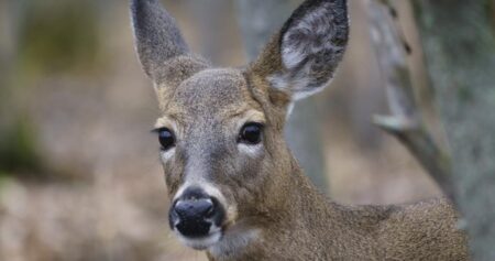 After years of legal battles, Montreal suburb kills 64 deer in park