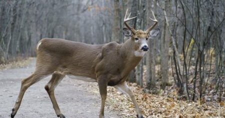 Montreal-area city gets permit to go ahead with deer cull in local park