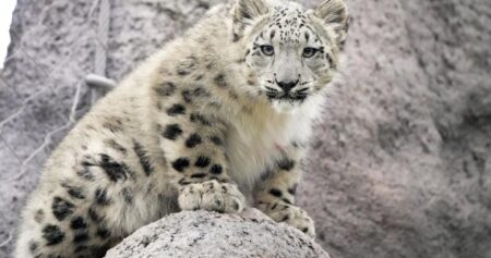 Torontonians get first chance to meet snow leopard cubs Zoya and Minu this weekend