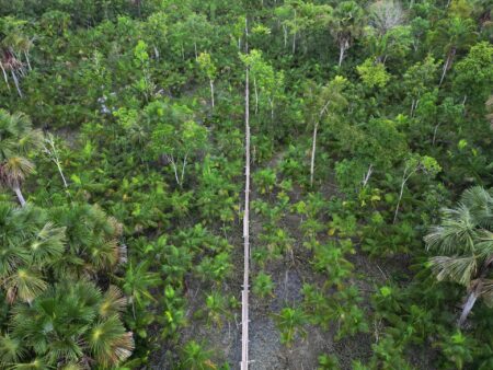 More than one in three tree species at risk of extinction: Report