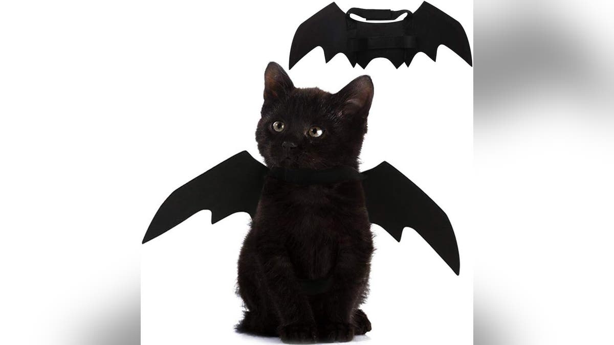 Turn your pet into the cutest bat you've ever seen. 