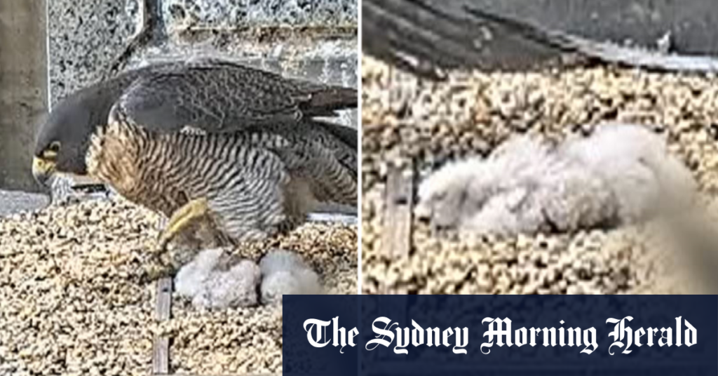 Livestream captures exciting arrival of falcon chicks on Melbourne rooftop