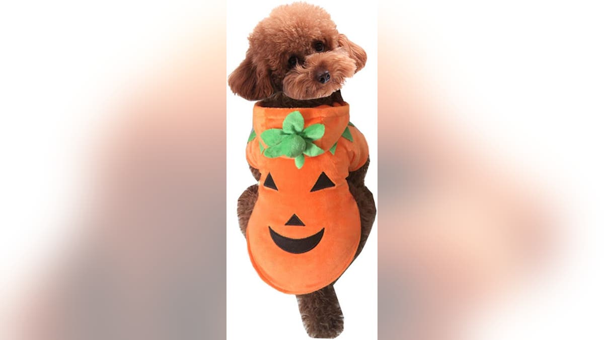 Go with a classic and dress your pet in this pumpkin hoodie. 