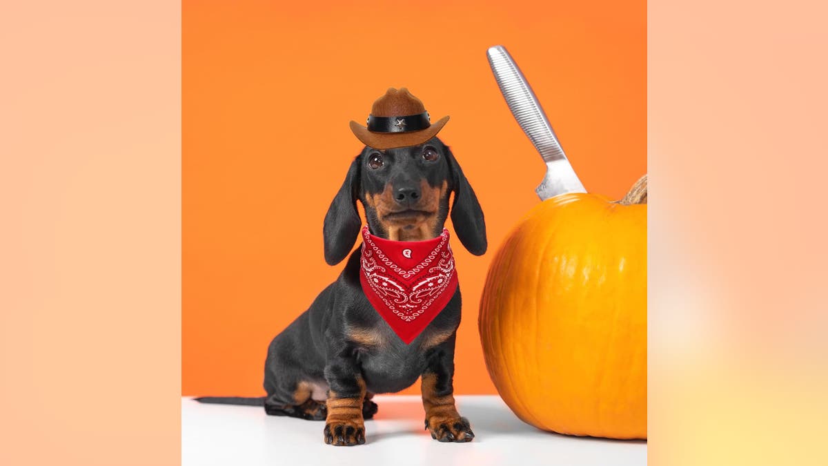 A cowboy costume is an age-old costume that'll be a hit year after year. 