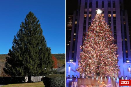 Rockefeller Center Christmas tree unveiled: 70-year-old Norway spruce from Mass. is the ‘right one’ for 30 Rock