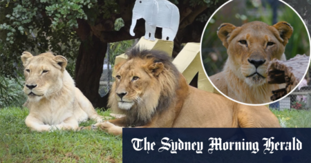 Australia’s oldest lioness euthanised after death of her lifelong partner