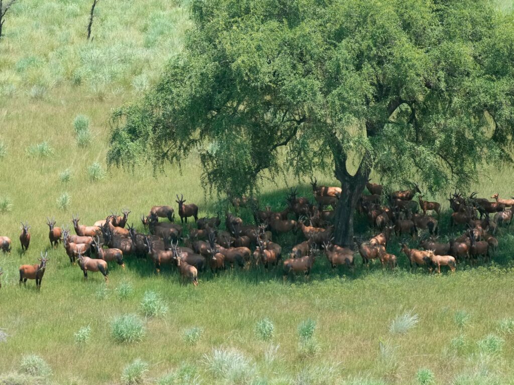 In South Sudan, hunger complicates plans to end wildlife poaching