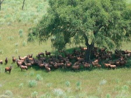 In South Sudan, hunger complicates plans to end wildlife poaching