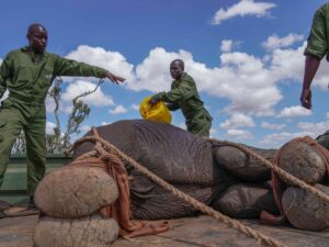 Kenya relocates 50 elephants to a larger park as population thrives.