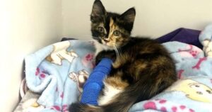 Tiny kitten found on Fort St. John roadside with severe leg wound