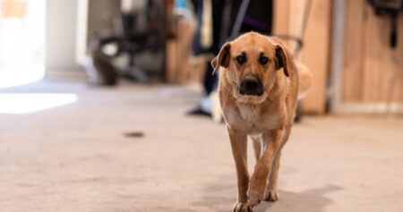 ‘It was his birthday’: Two dogs fatally shot outside Sask. farm