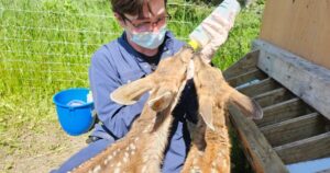 Orphaned young deer returned to the wild in Alberta