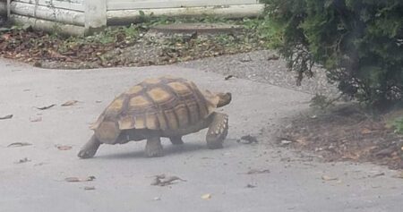 Excavator, the 14-year-old missing Richmond tortoise, found safe