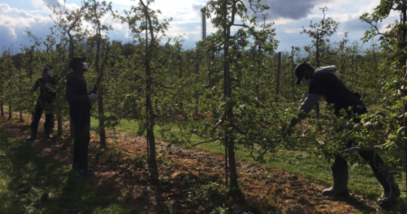 ‘They’re filling strollers’: Inflation leading to theft at Ontario apple farms