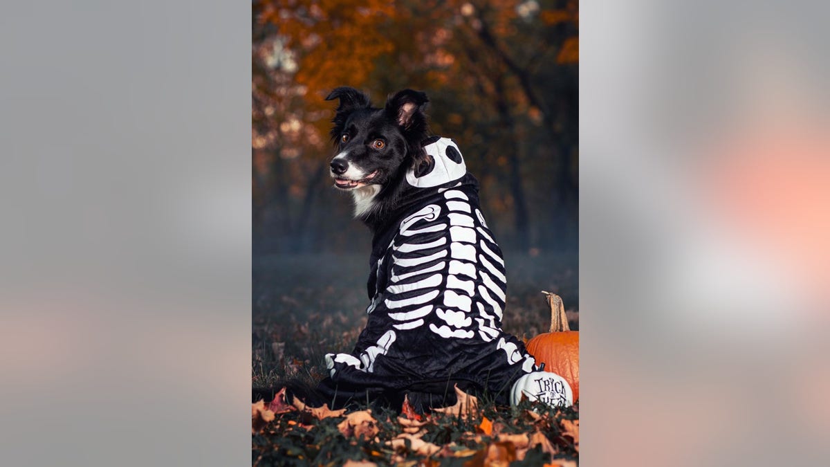 Turn your pup into a spooky skeleton for Halloween. 