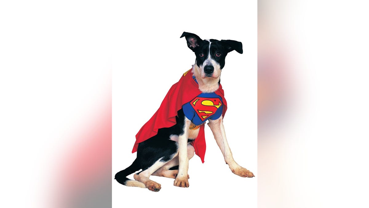 Transform your dog into one of the best superheroes around. 