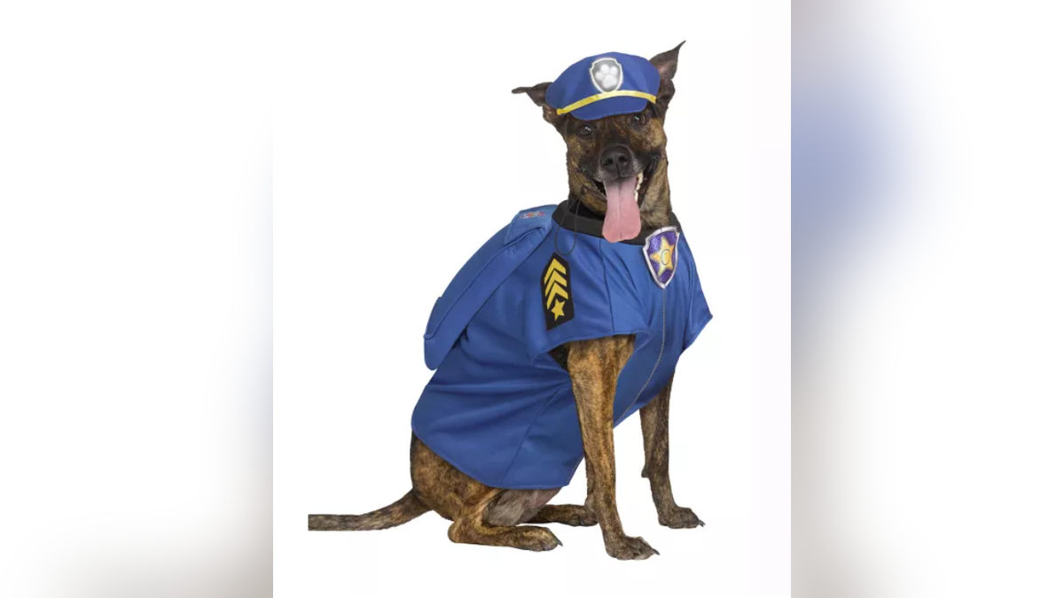 Your pup can become the protector of your home for Halloween. 