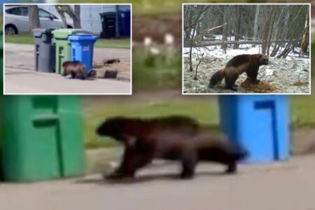 Shocked resident films rare wolverine charging down Oregon street