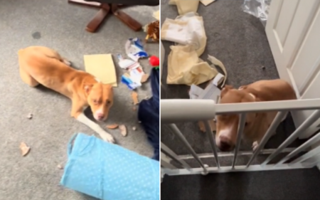 ‘Houdini’ Foster Dog Escapes Crate to Trash Home, Owner Does the Unexpected