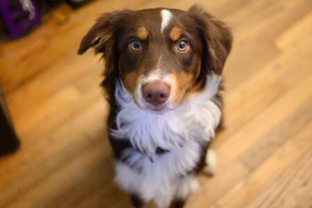 Australian Shepherd Who ‘Loves His Job’ Herds Dog Brother Instead of Sheep