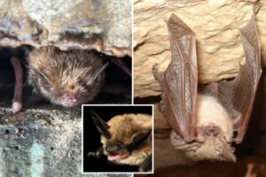 You can vote for the best-looking bat in viral fifth annual bat beauty contest