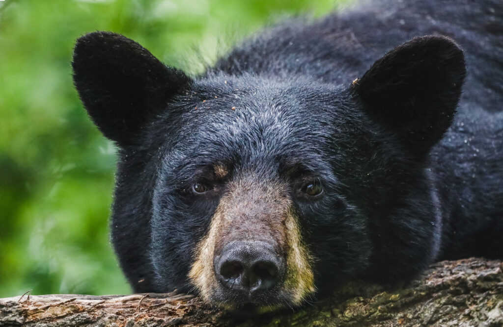 Bear Interrupts Family Eating Breakfast: ‘Neat Experience’