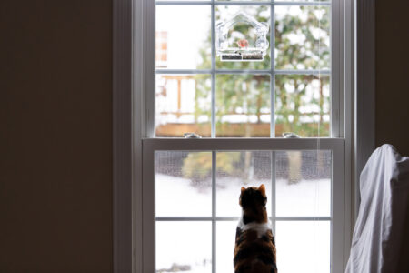 Disbelief as Cat in Window Waves Back at Passerby: ‘You’ve Been Chosen’