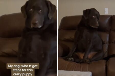 Lab’s Priceless Reaction When Puppy Gets Stairs to Couch: ‘Betrayed’