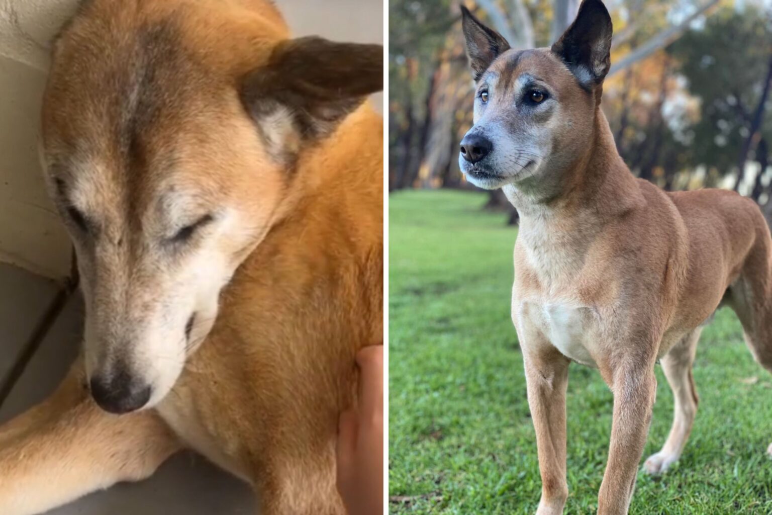 Shelter Dog Repeatedly Surrendered—Then DNA Test Reveals the Shocking Truth