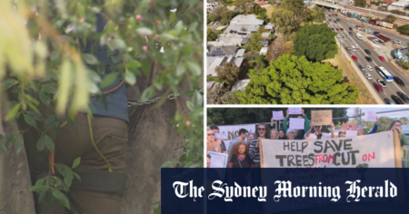 Protest halts bulldozing of century-old trees in Perth